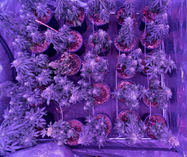 Read more about the article Ultimate Guide to Weed Vapes | UK Essentials