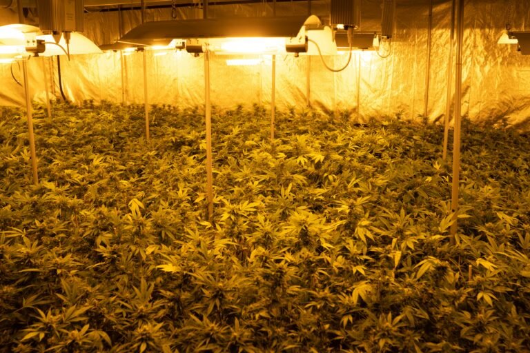 Read more about the article CBD Interactions: What You Should Know