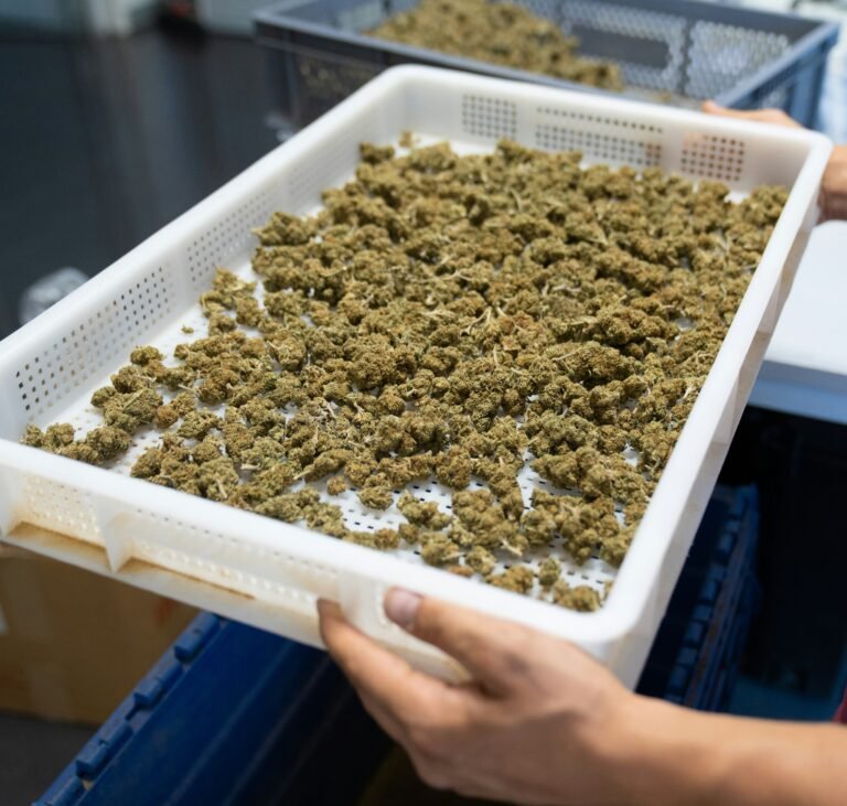 Read more about the article Understanding CBD Types and Their Uses